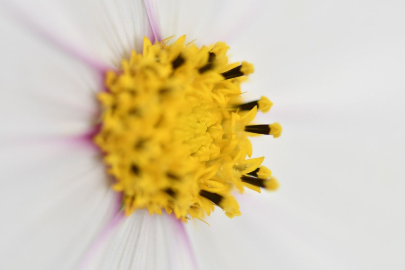 Cosmos, Weiß