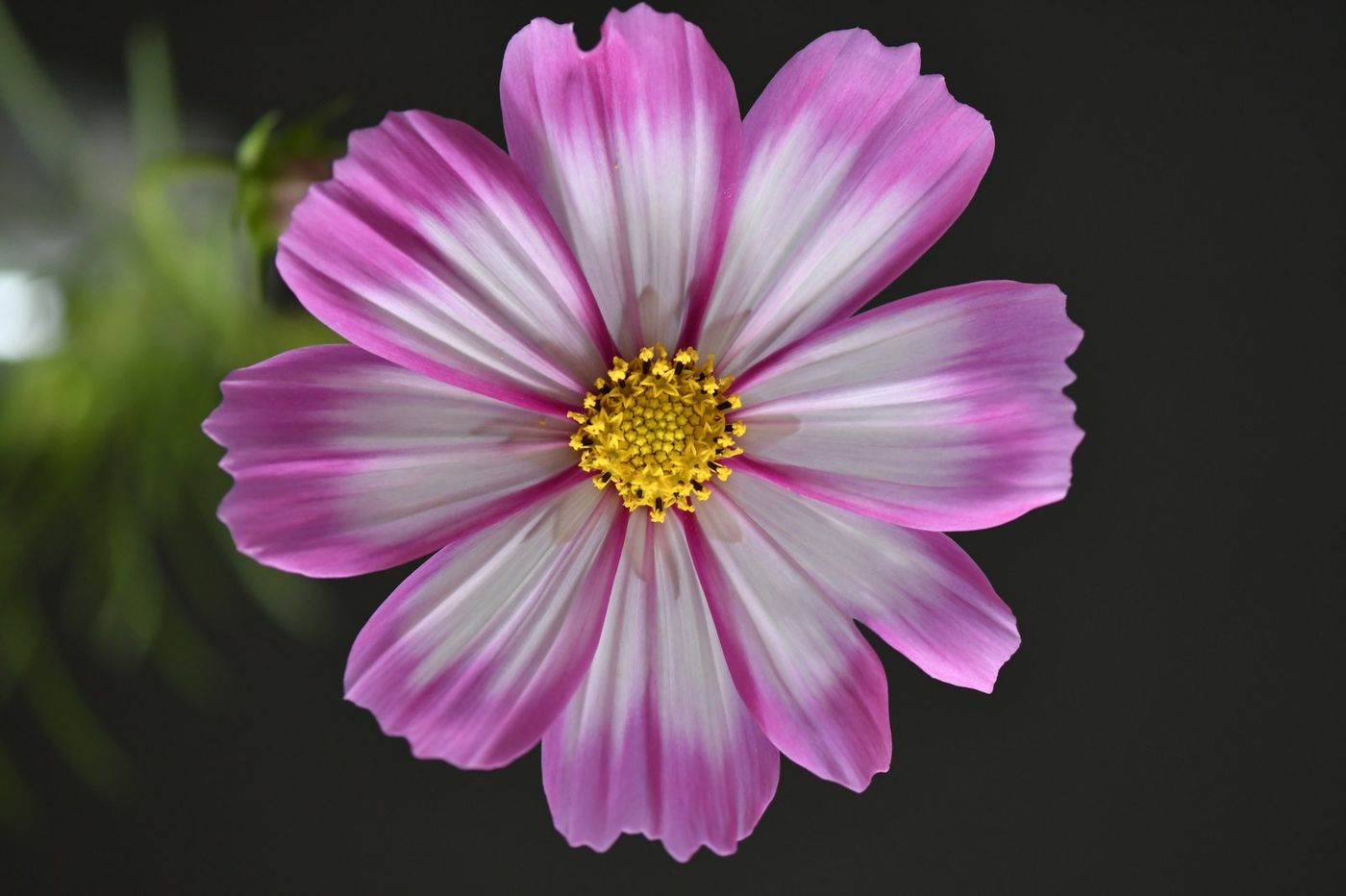 Cosmos, Rosa