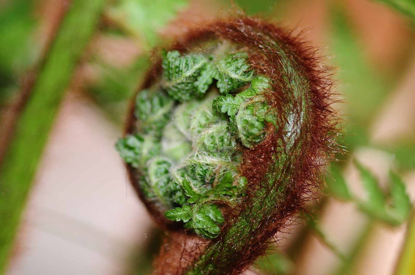 Farn-Koru