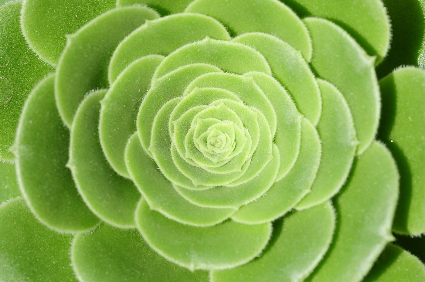 Sukkulenten-Rosette