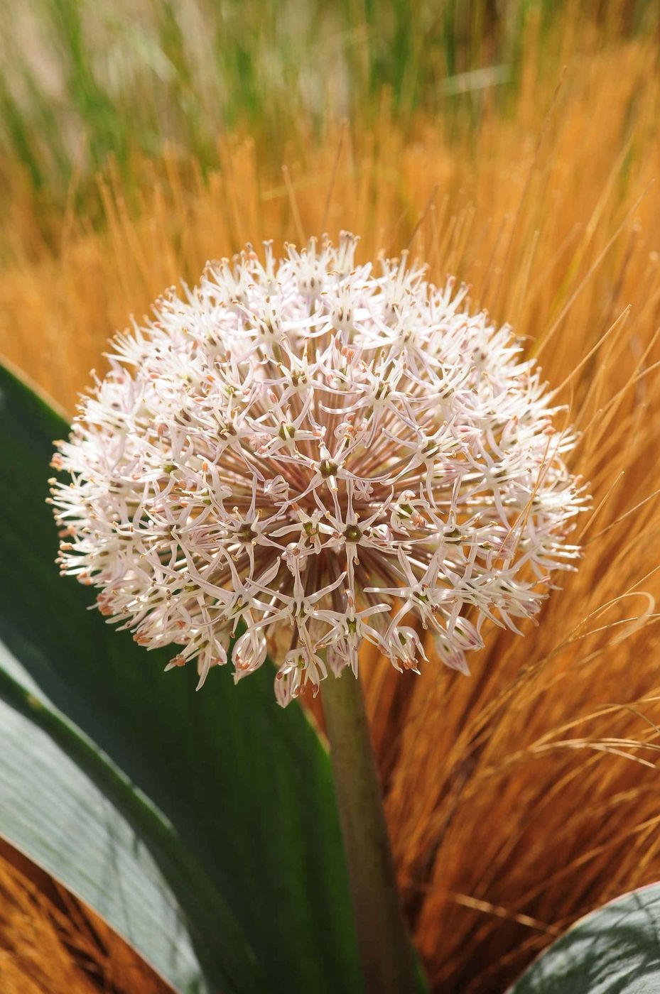 Allium