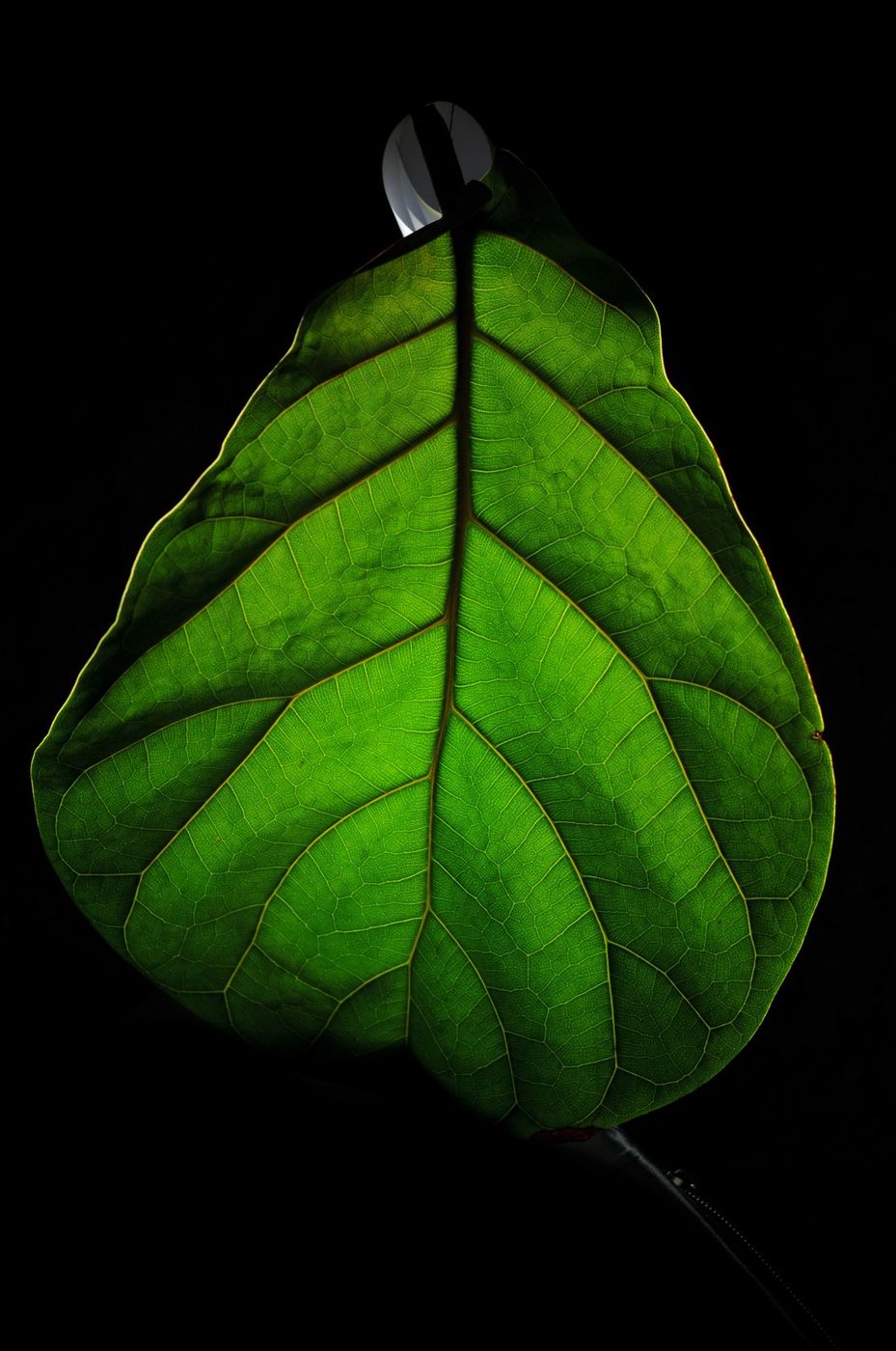 Blatt & Lichttropfen