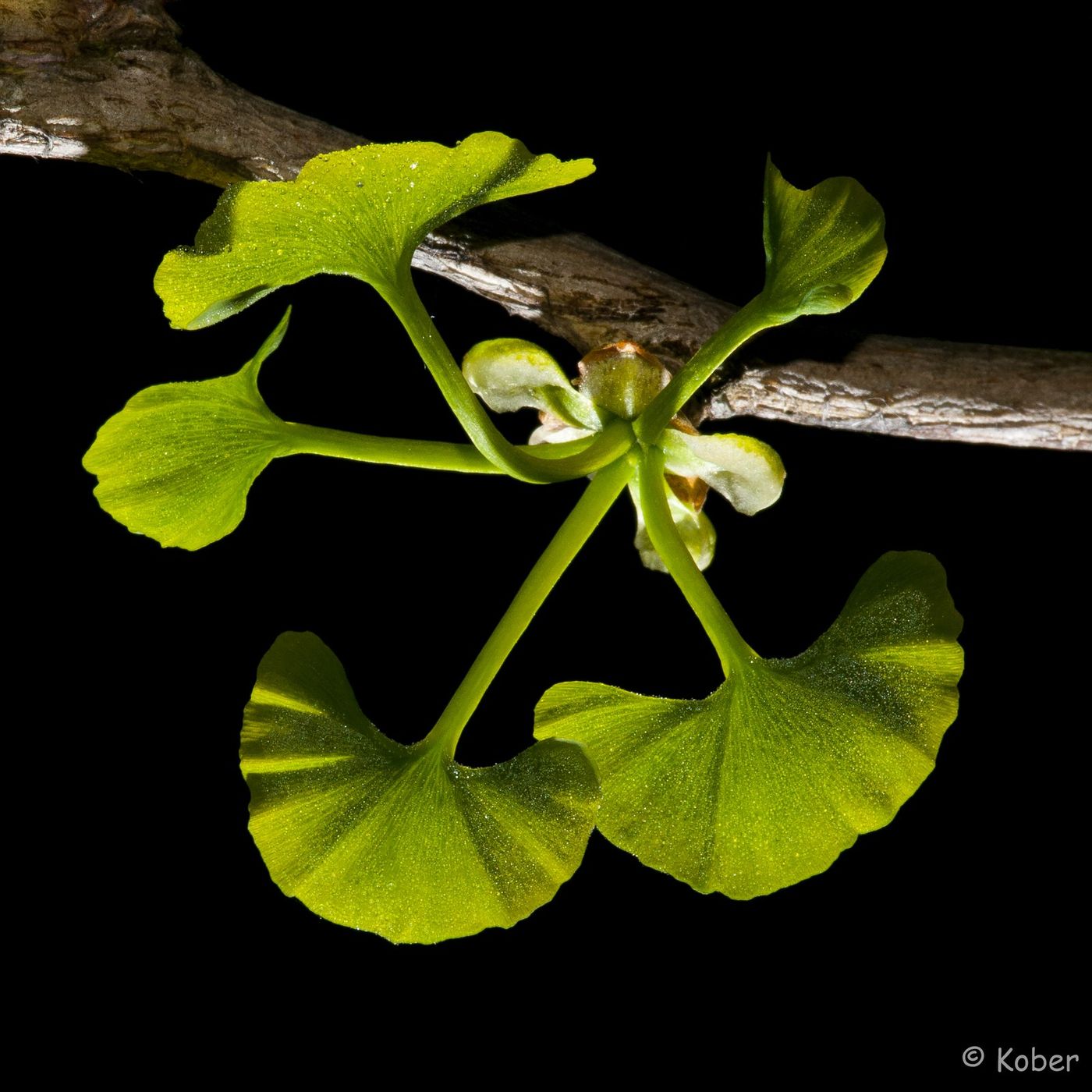 Ginkgo im Licht