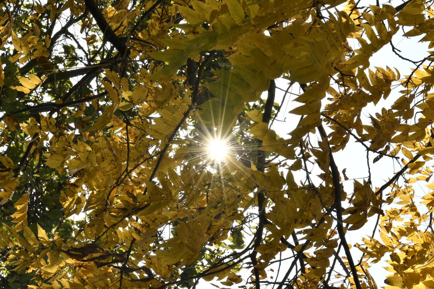Herbst-Sonnenstern
