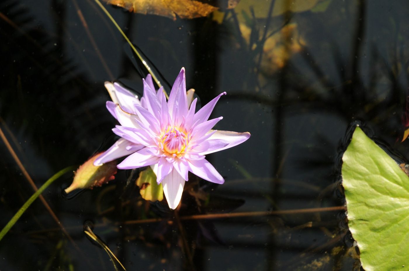 Seerose