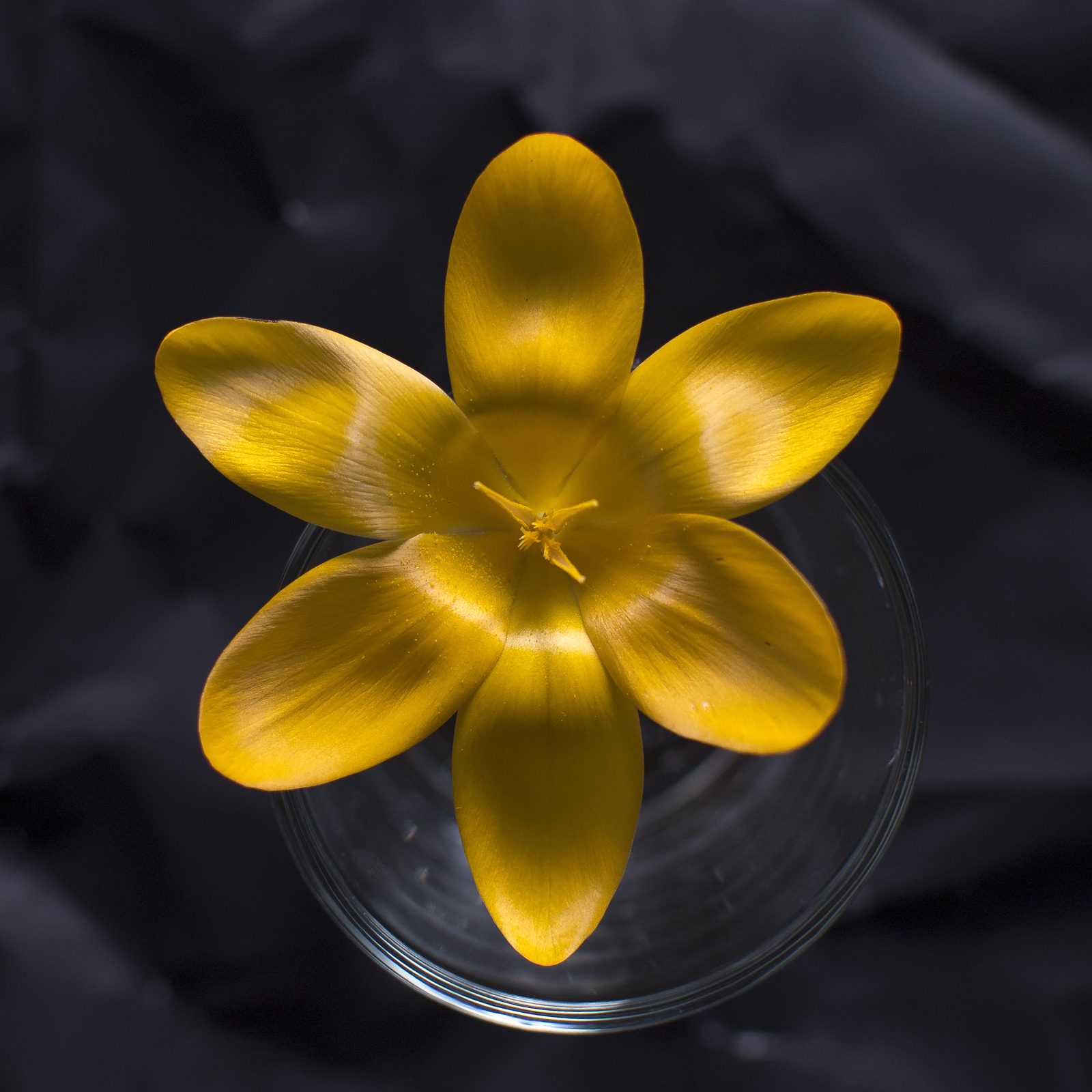 Goldener Krokus, fotografiert von Peter Kober