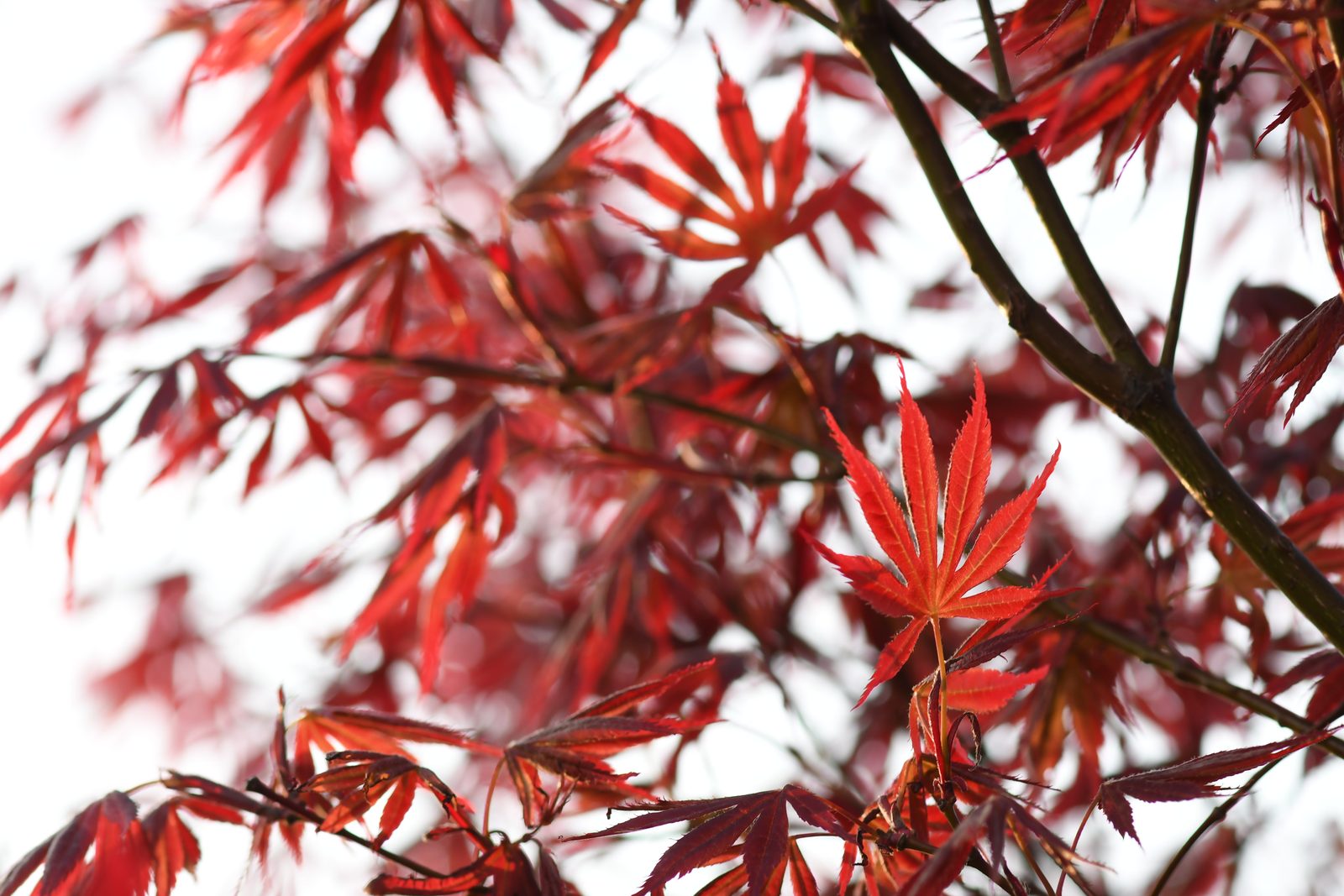 Roter Ahorn, fotografiert von Peter Kober